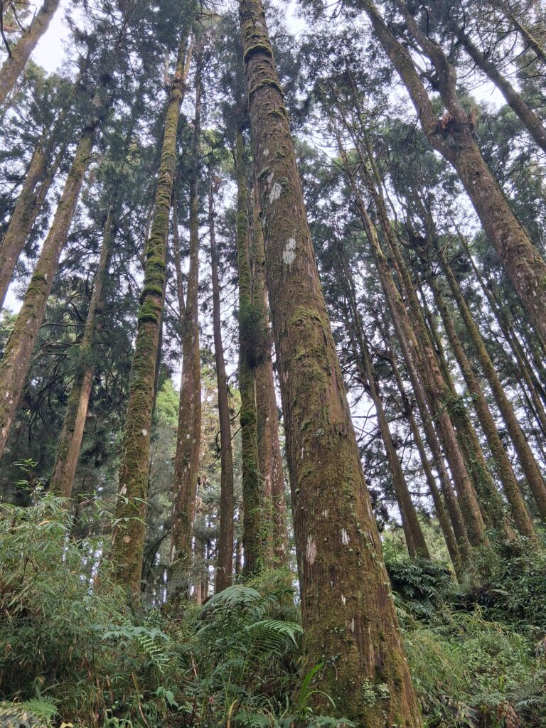高聳挺拔的紅檜
